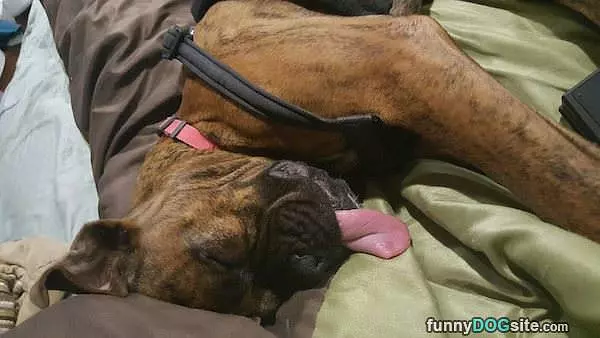 Dreaming About Food
