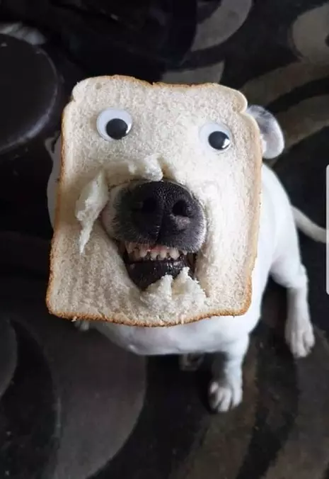 Bread Dog
