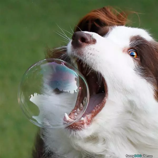Love Those Bubbles