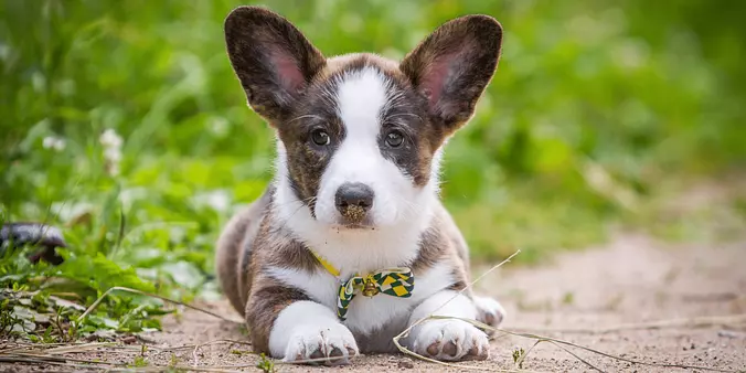 baby Cardigan Welsh Corgi