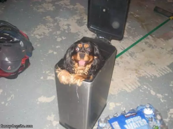 Garbage Dog