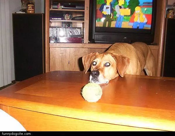 Wants To Play