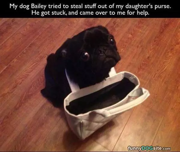 Can I Has Help
