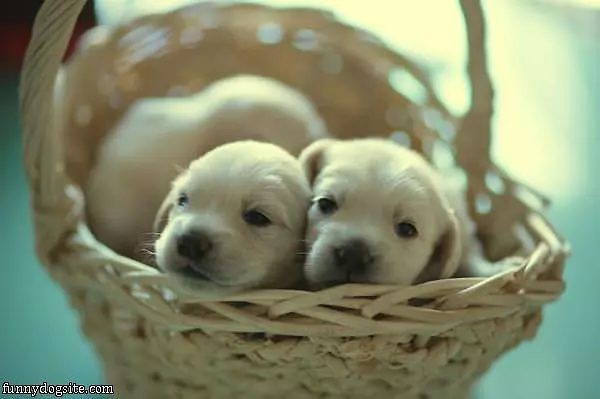 Cute Puppy Basket