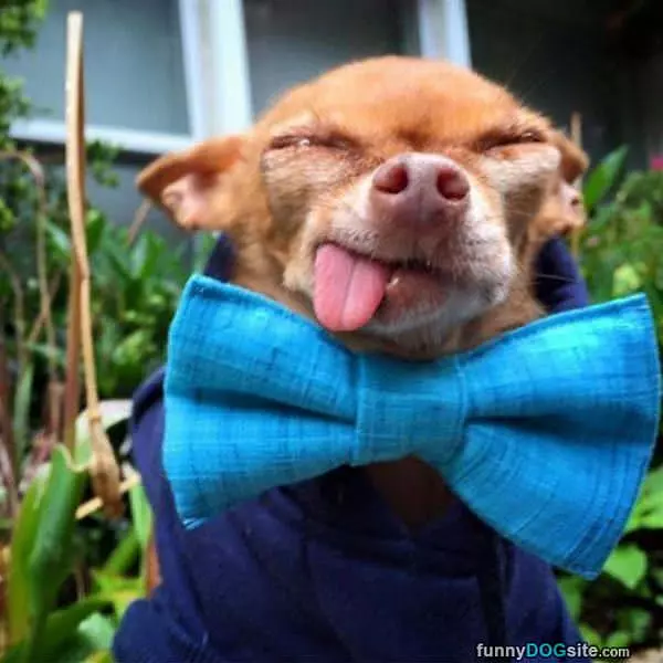My Bow Tie