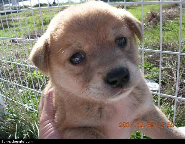 Tiny Puppy