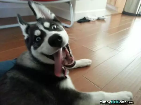Did You Say Walk