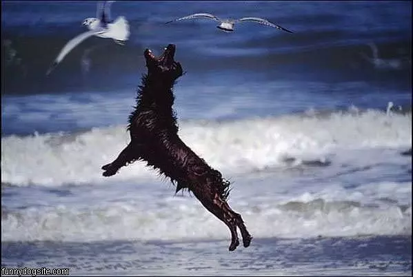 Flying Dog