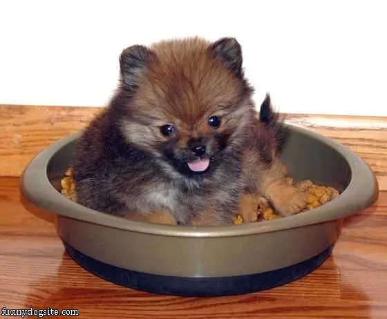 Puppy Wants Food
