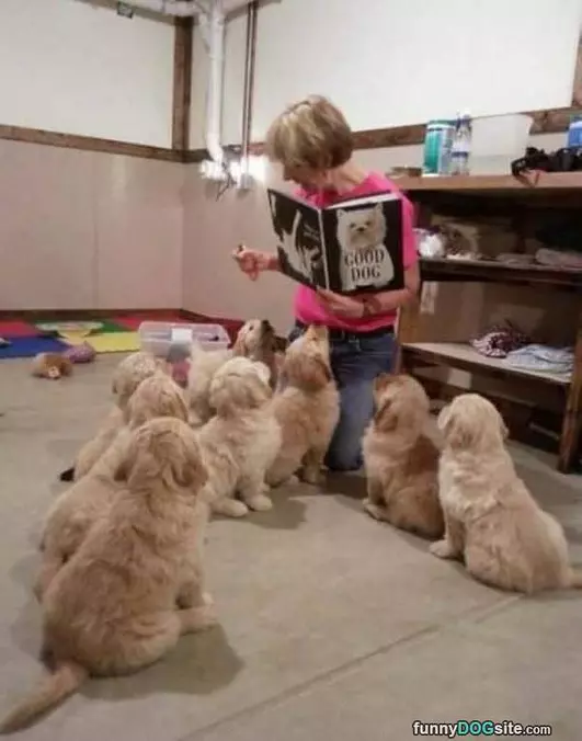 Good Dog