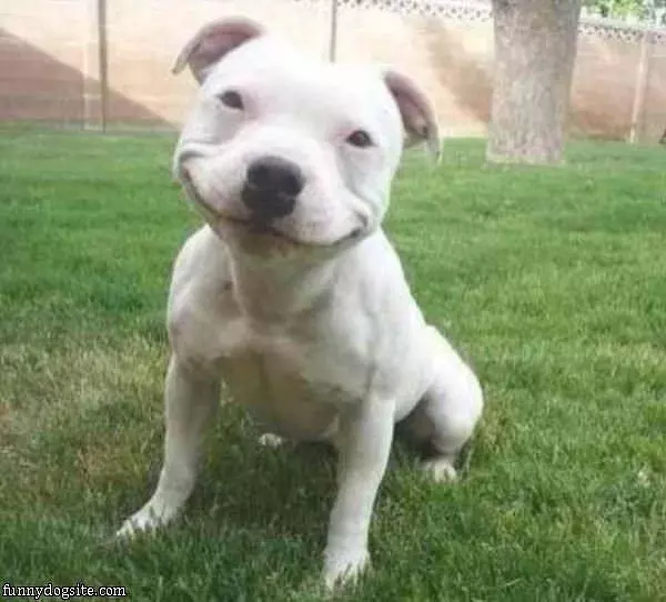 Funny Smiling Dog