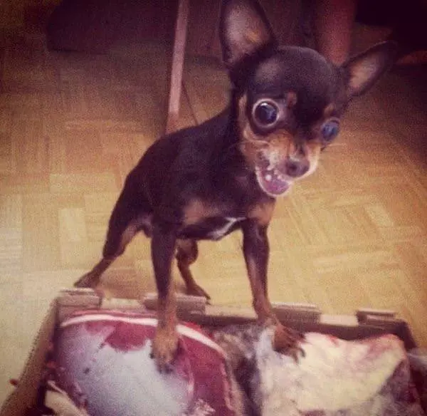 Grrrrrrrr