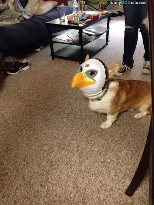 In Disguise