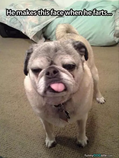 Fart Face