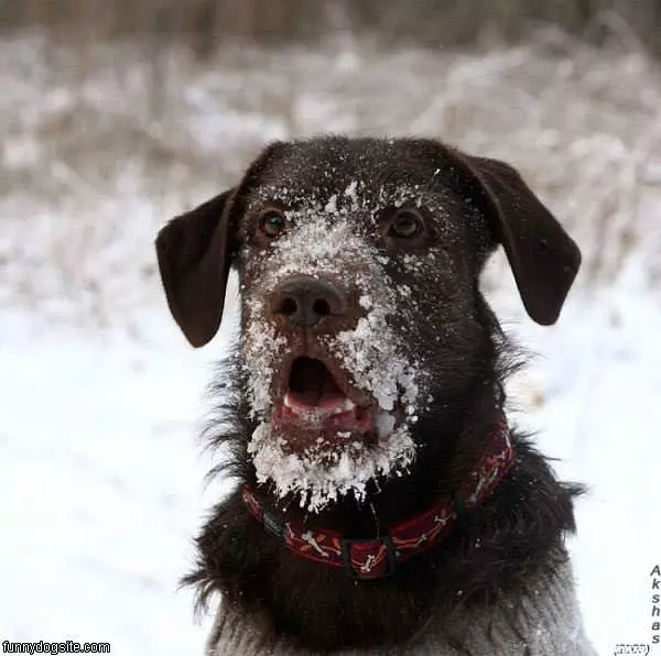Snowy Face