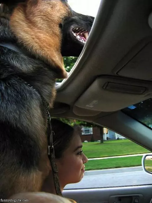 The Sun Roof