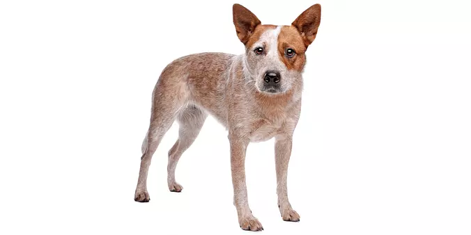 white and brown Australian ...