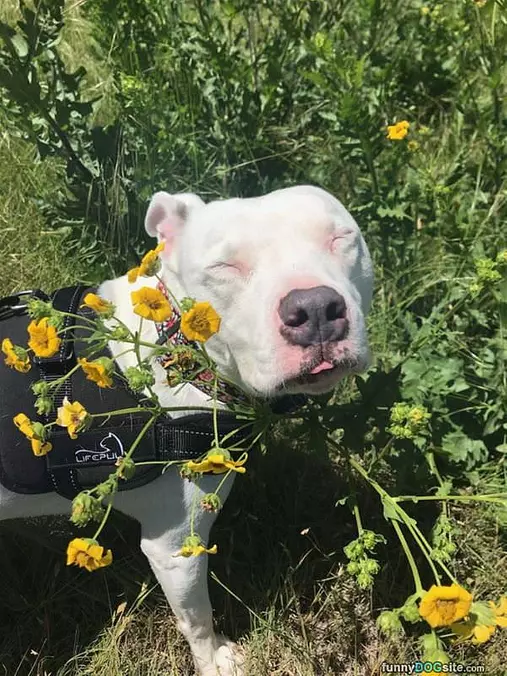 Smell The Flowers