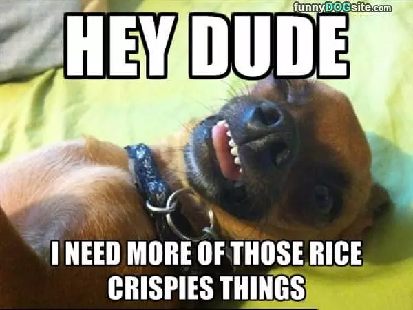 Hey Dude