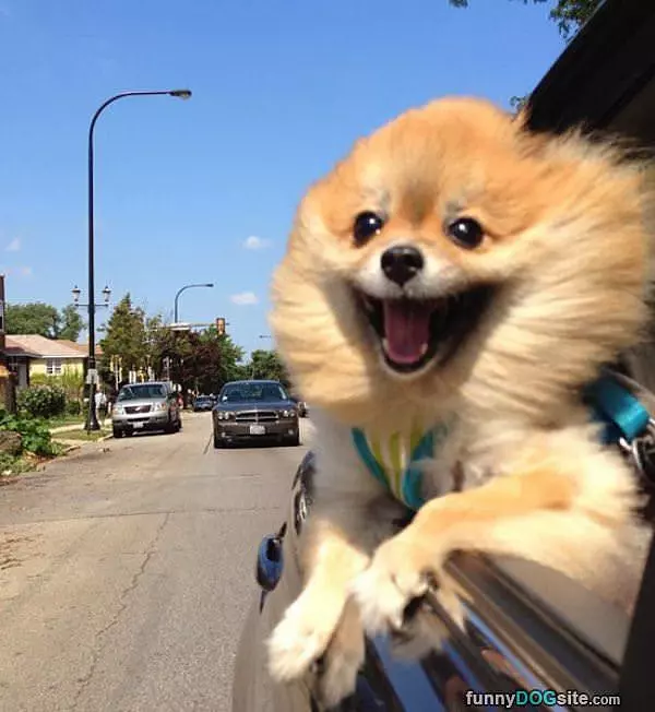 Happiest Dog Ever