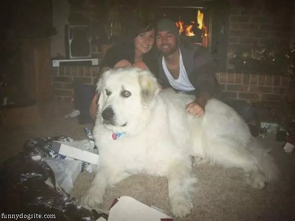Some Huge Dog