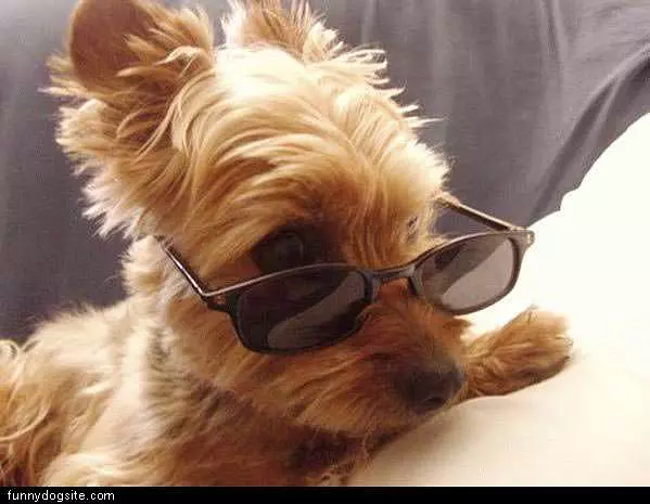 Small Dogg With Shadesjpg
