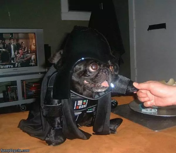 Vader Pug