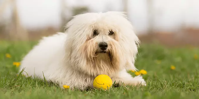 Coton de Tulear