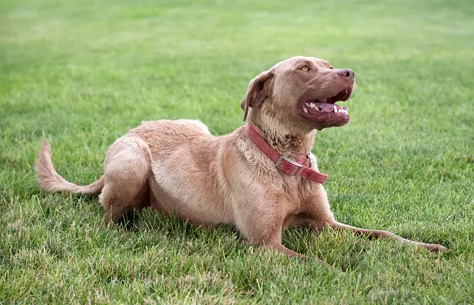 Chesapeake Bay Retriever