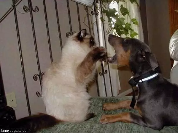 Dog Vs Cat