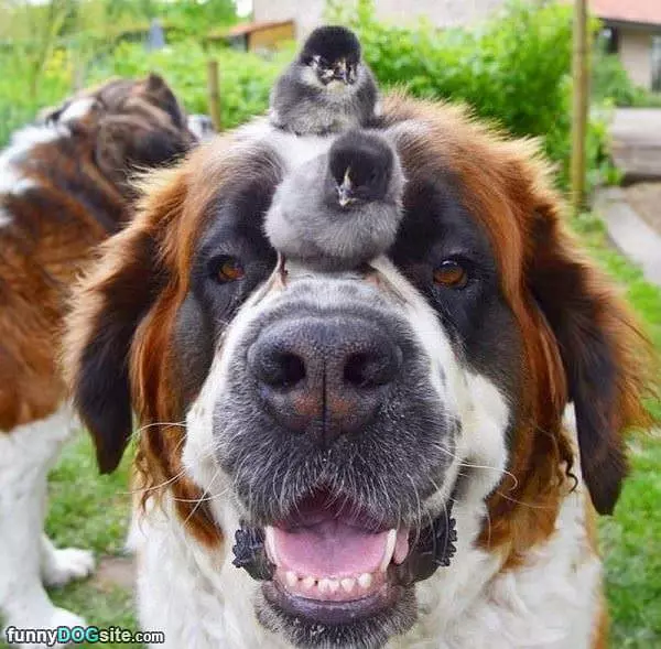 I Have Chicks Man