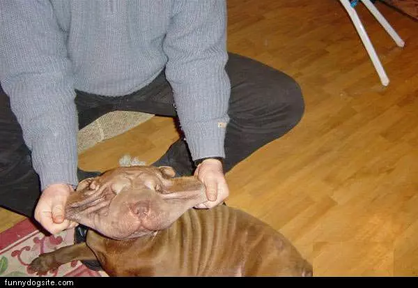 Smile Doggie