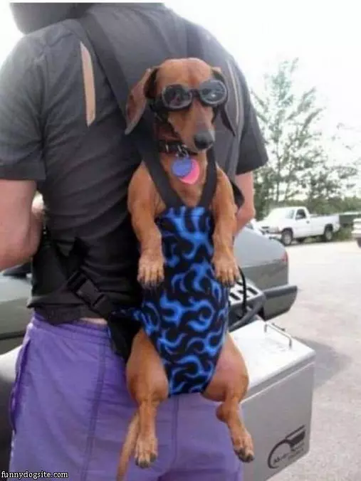 Dog Is Ready For A Ride