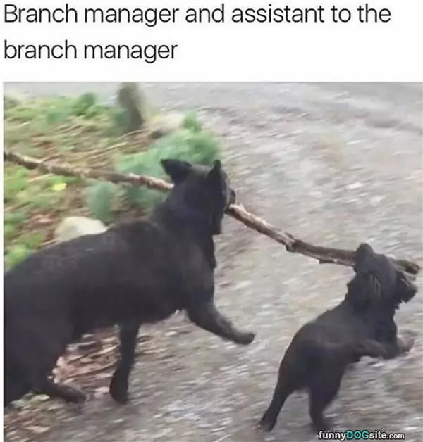 Branch Manager