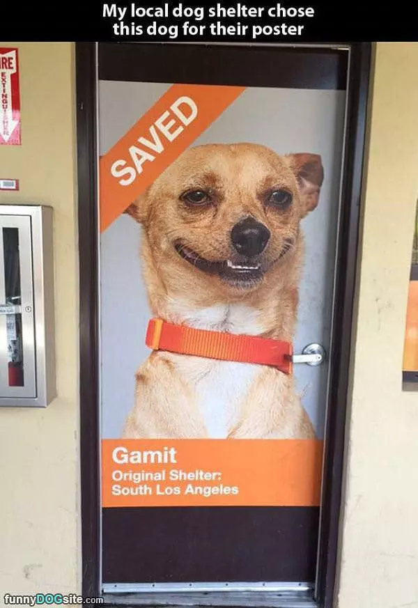 This Dog Is Saved