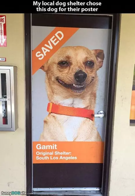 This Dog Is Saved