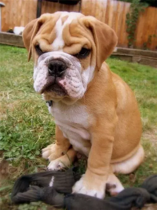 Grr