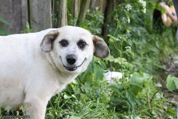 Funny Smile