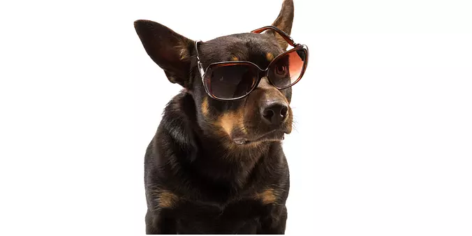 Working Kelpie Dog in Sungl...