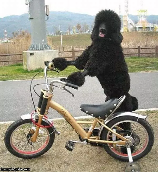 Lets Ride