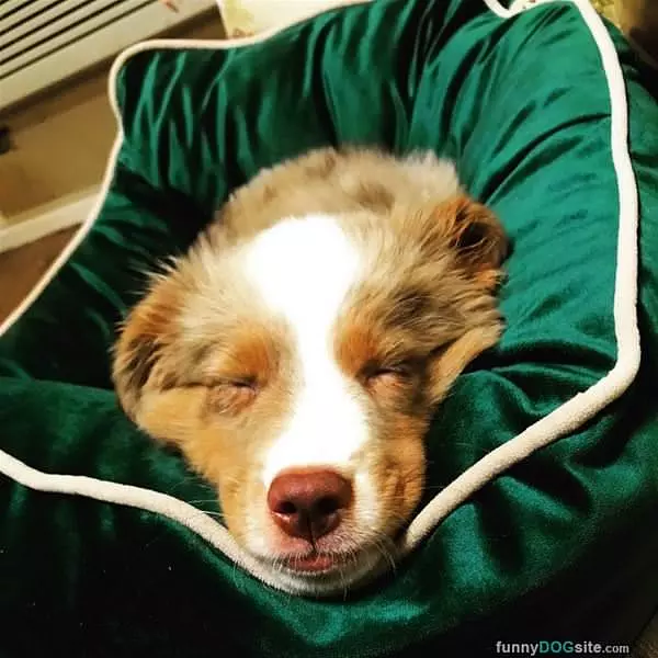 Taking A Little Nap