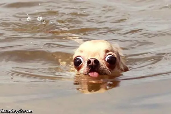 Swimming Swimming