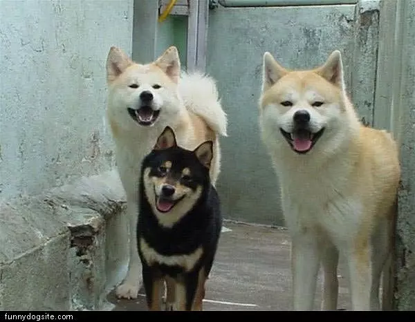 All Smiles