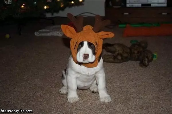 Reindeer