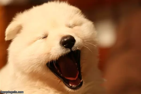 Big Smiles