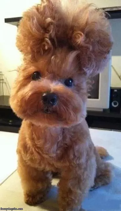 Amazing Hair Style