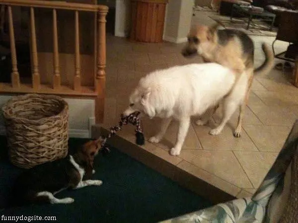Tug Of War