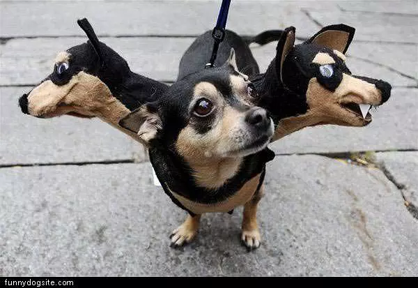 Halloween Dog