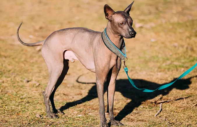 Xoloitzcuintli