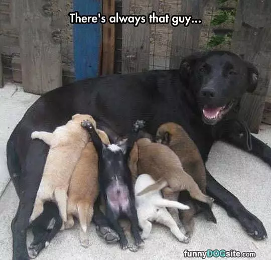 Always That Guy